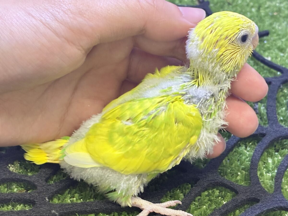 セキセイインコ