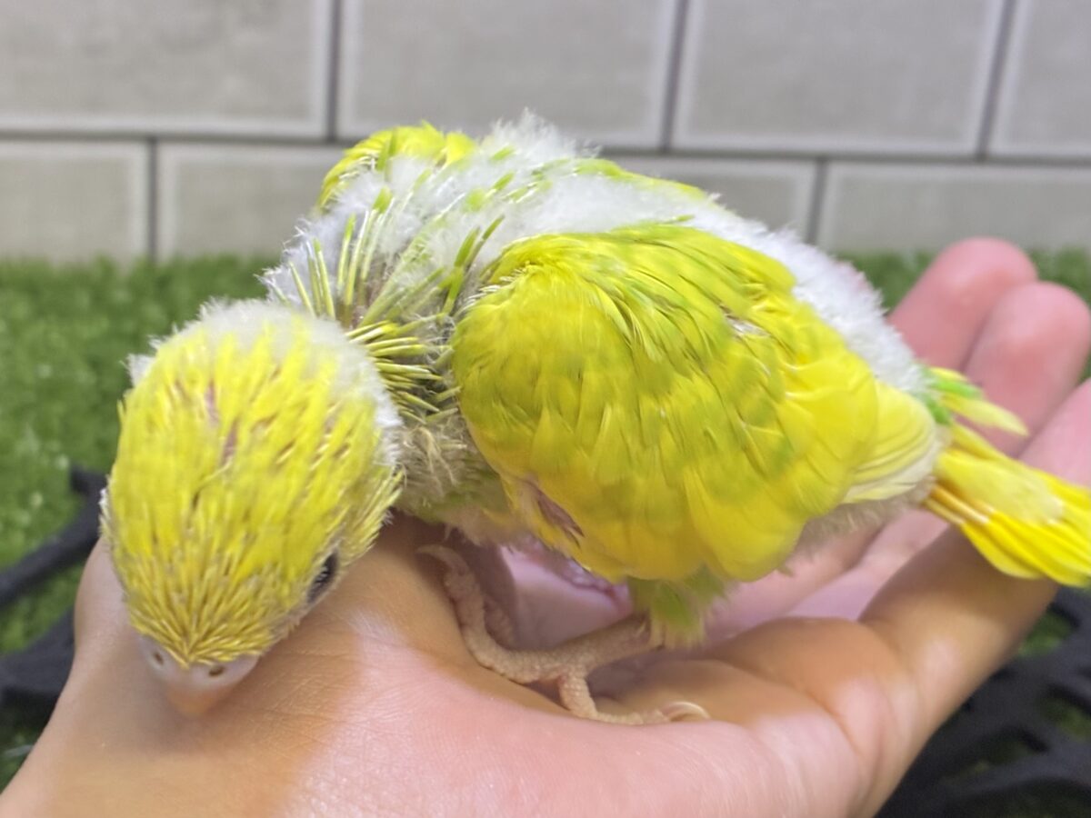 セキセイインコ