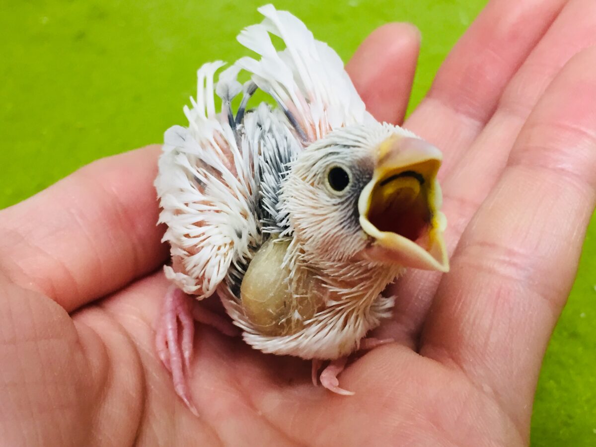 かわいい白文鳥さんがやってきましたよ～！💖💖