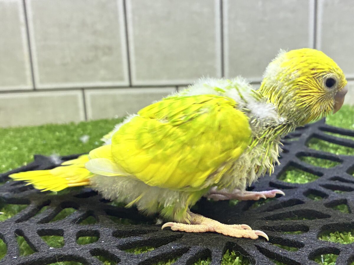 セキセイインコ
