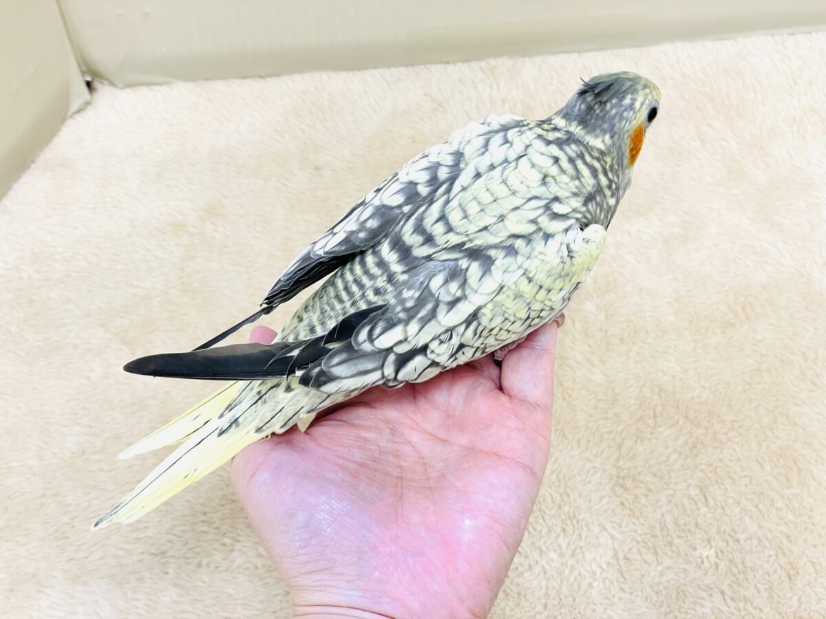 オカメインコ