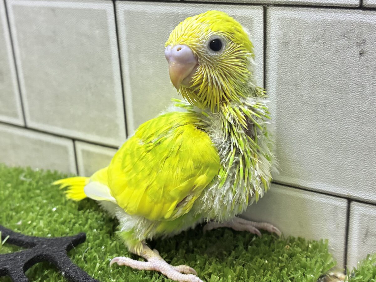 セキセイインコ