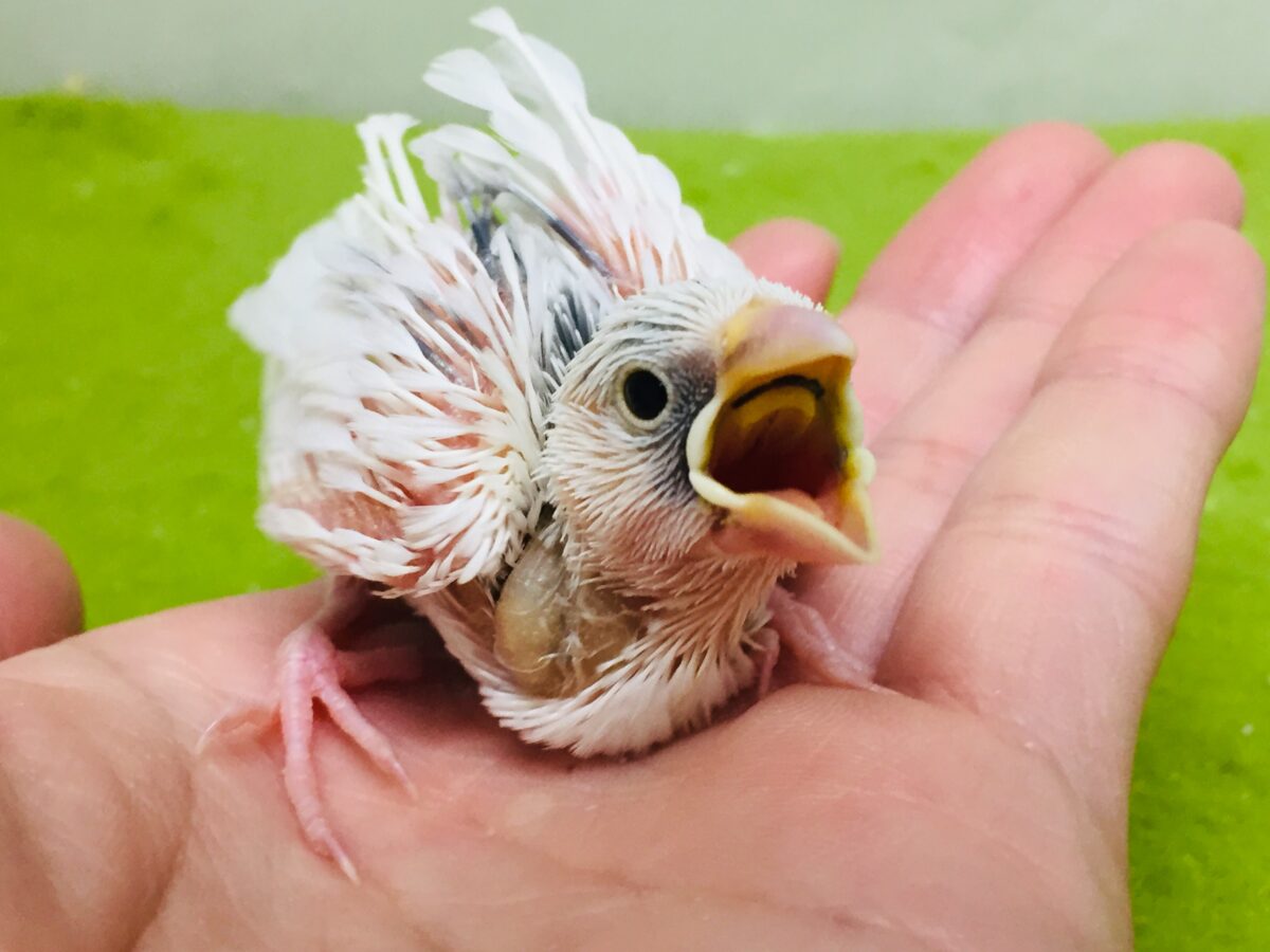 白文鳥