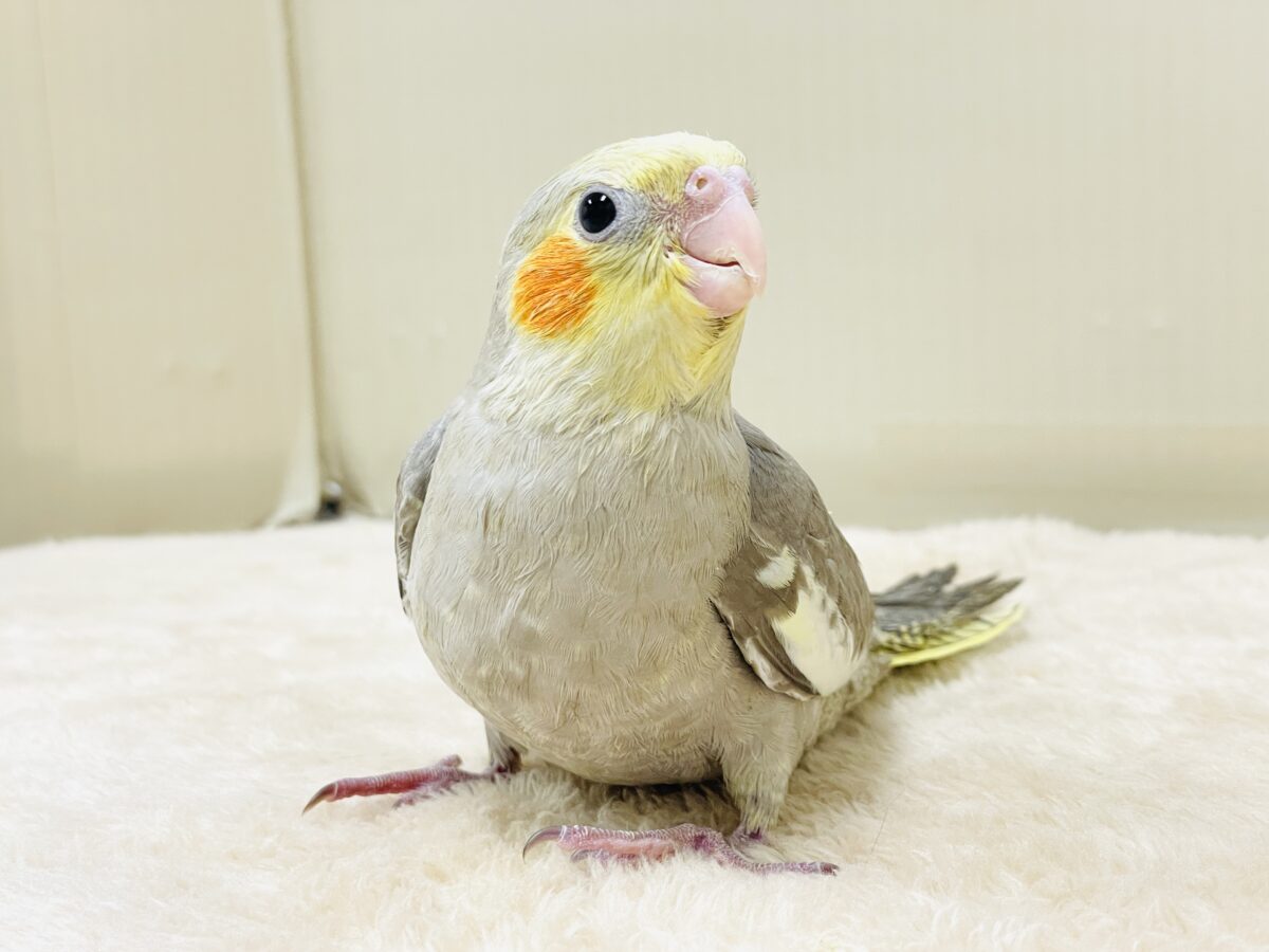 優しいシナモンカラー💕オカメインコちゃん（ヒナ）