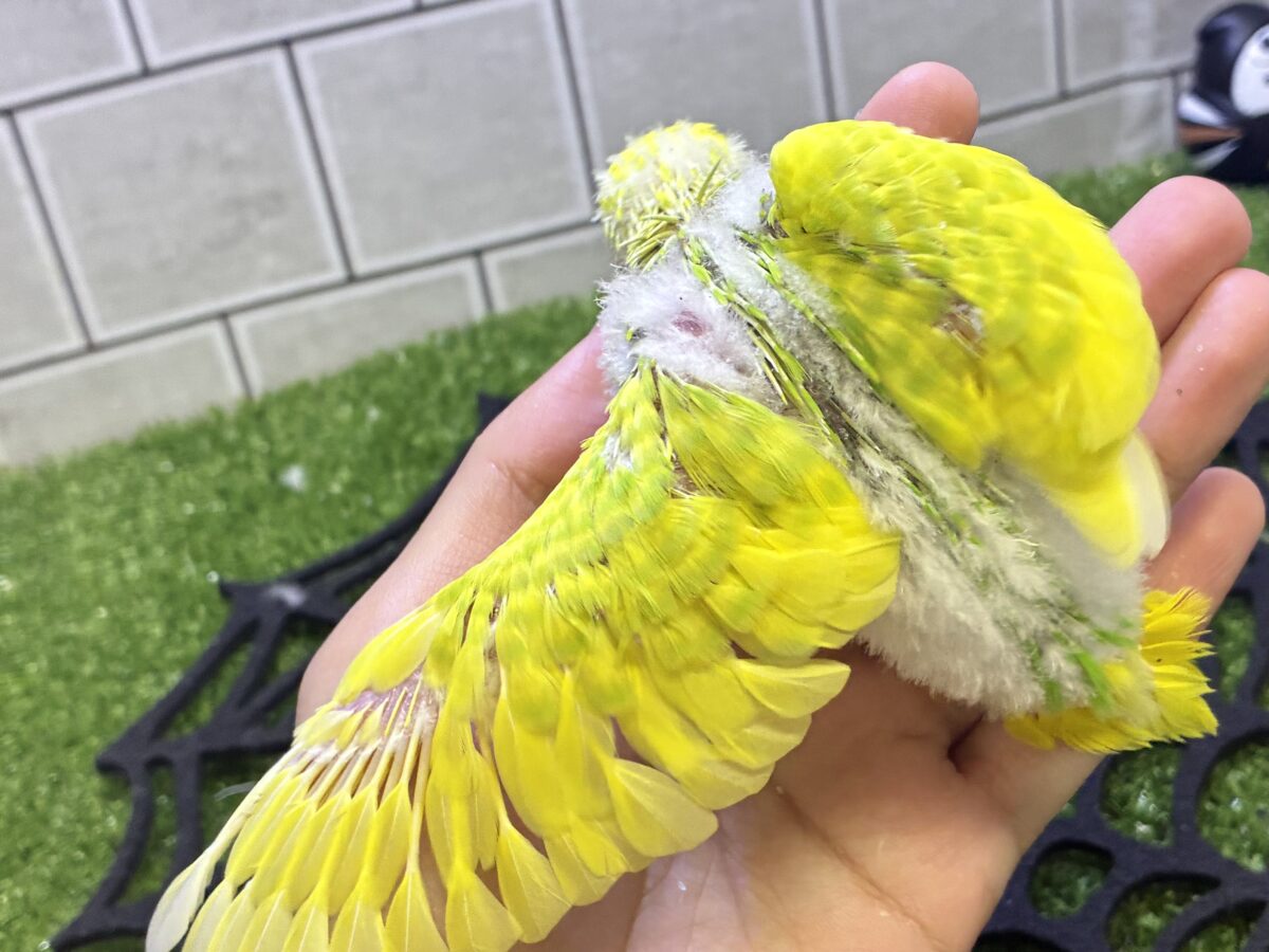 セキセイインコ