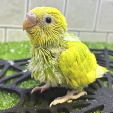 キラっとりんりん⟡.·イチョウの子❕‪💛🌼セキセイインコ(イエロースパングルパイド/2026年9月生まれ)
