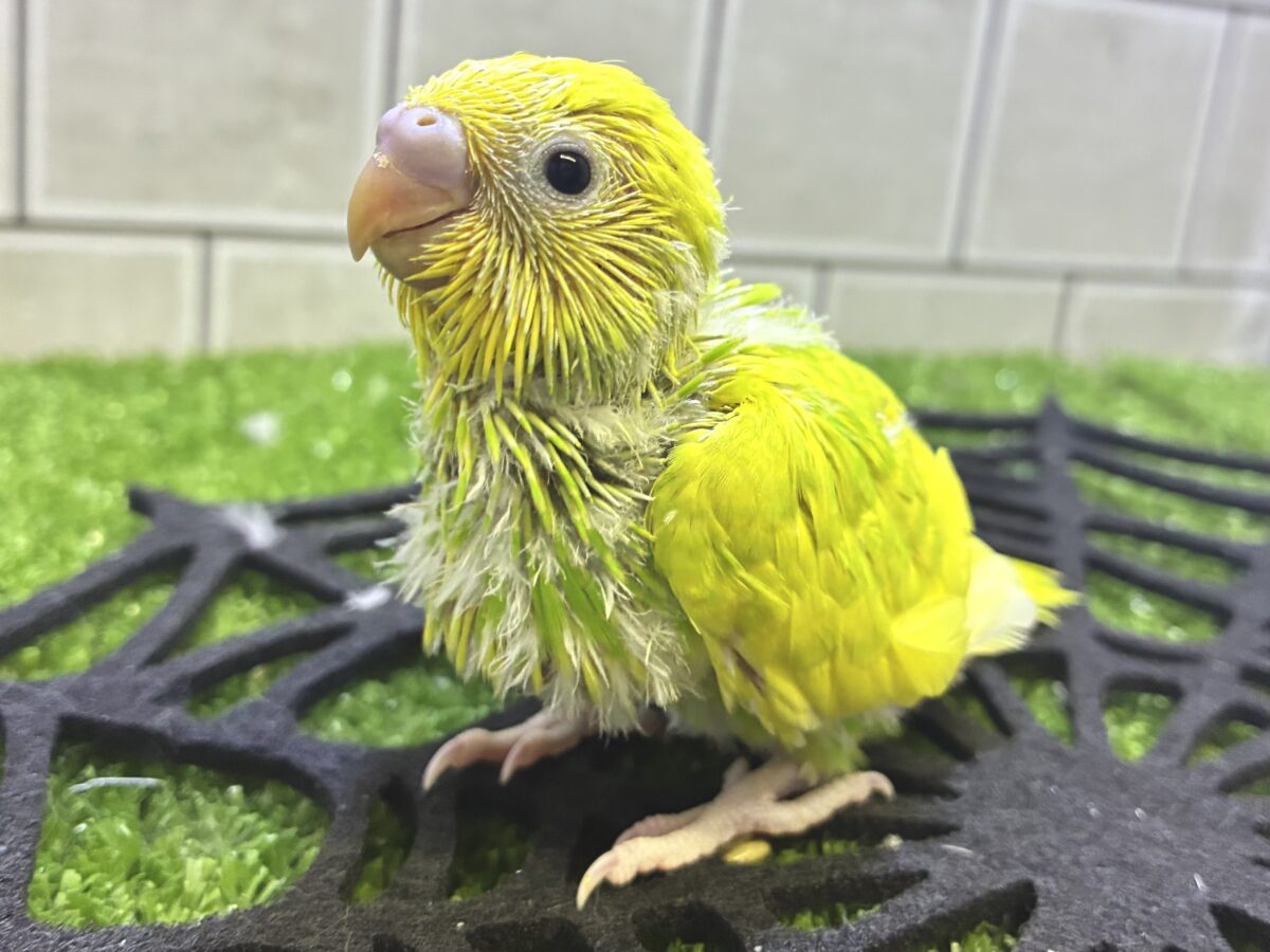 キラっとりんりん⟡.·イチョウの子❕‪💛🌼セキセイインコ(イエロースパングルパイド/2026年9月生まれ)