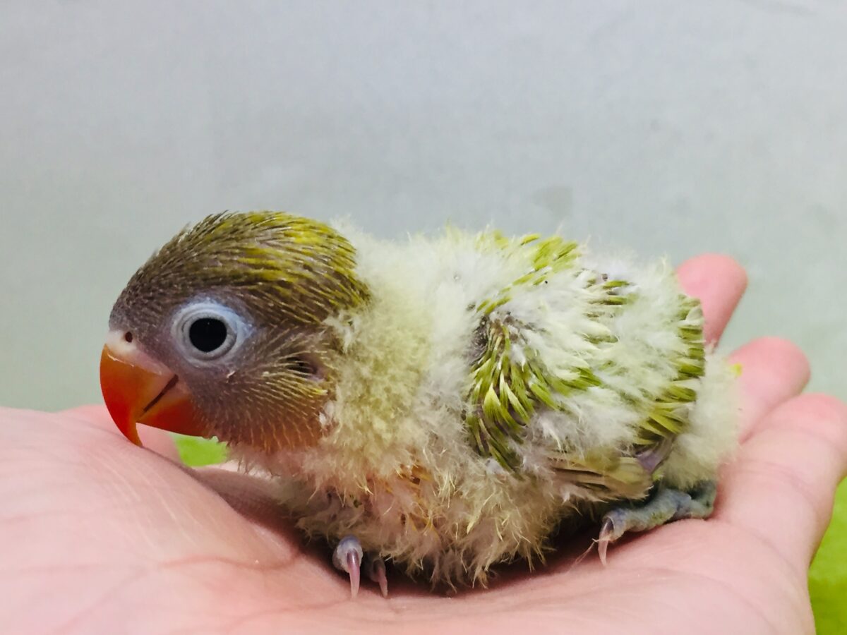 ヤマブキボタンインコ