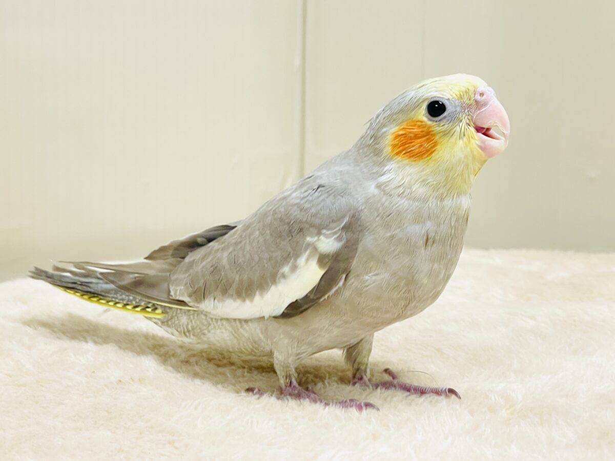 オカメインコ
