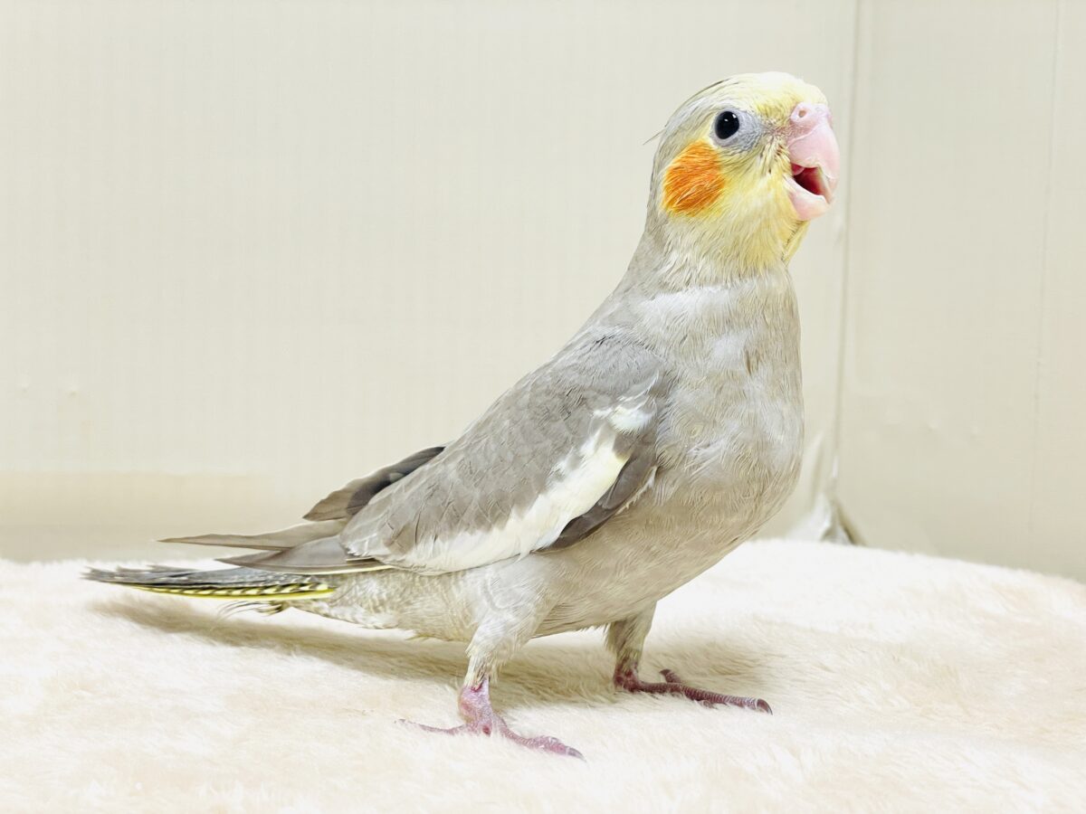 オカメインコ