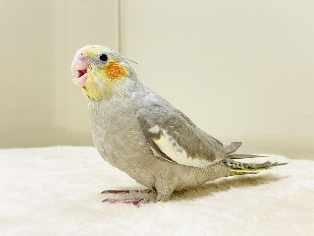 オカメインコ