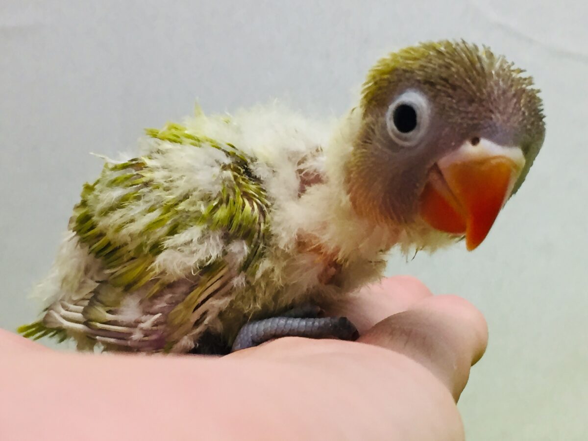 ヤマブキボタンインコ