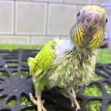 ぷちぽよ(  ˊ࿁ˋ )ころろなマスカット🍇‪💚セキセイインコ(イエロースパングル/2026年9月生まれ)