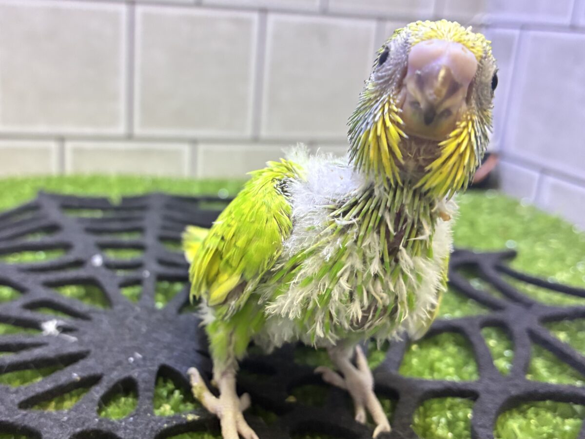 ぷちぽよ( ˊ࿁ˋ )ころろなマスカット🍇‪💚セキセイインコ(イエロースパングル/2026年9月生まれ)