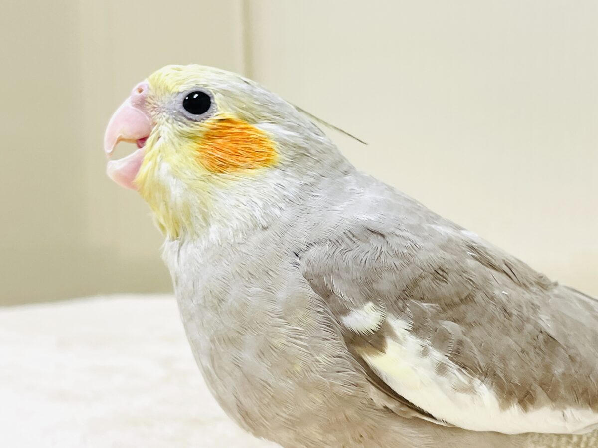 オカメインコ
