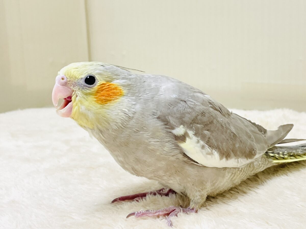 オカメインコ