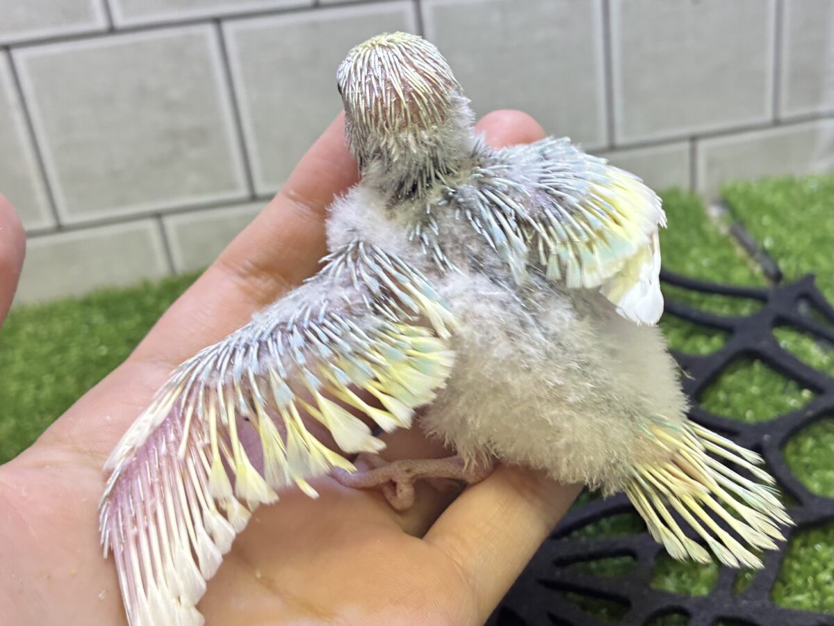 セキセイインコ
