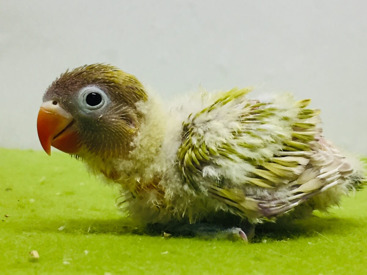 ヤマブキボタンインコ