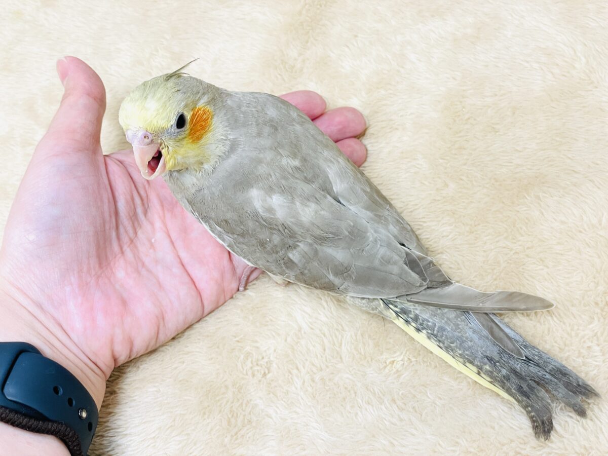 オカメインコ