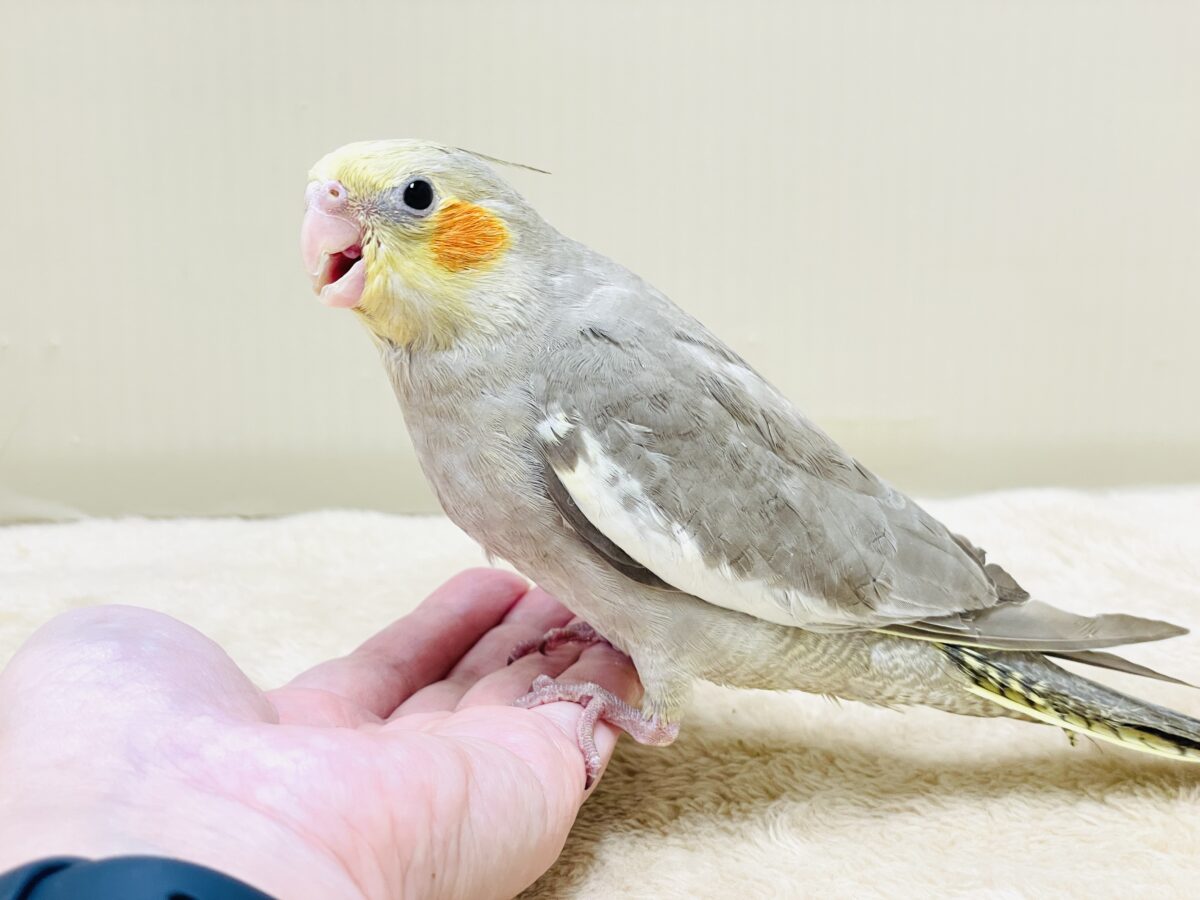 オカメインコ