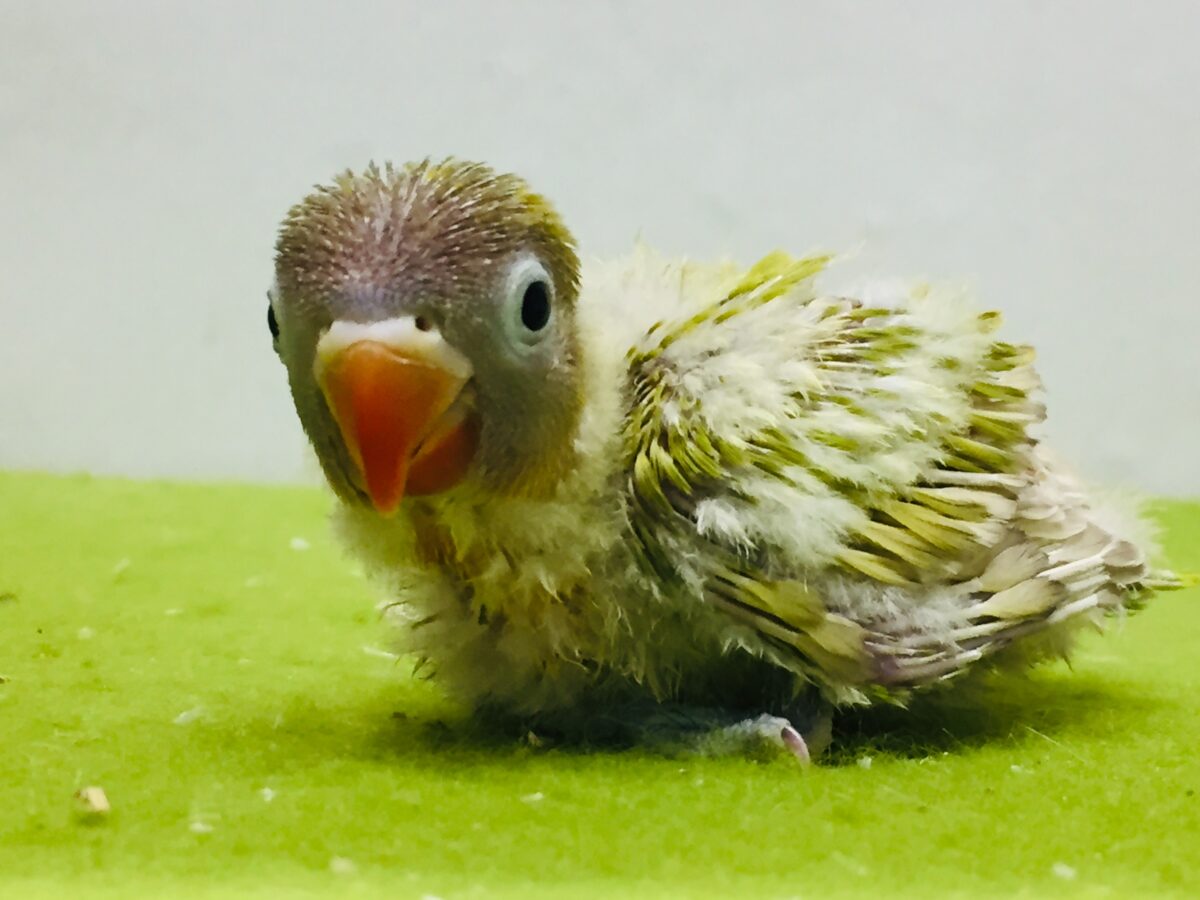 宝石みたいな鮮やかな色合い💛💖✨　ヤマブキボタンインコ