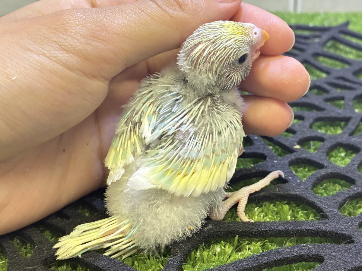 セキセイインコ
