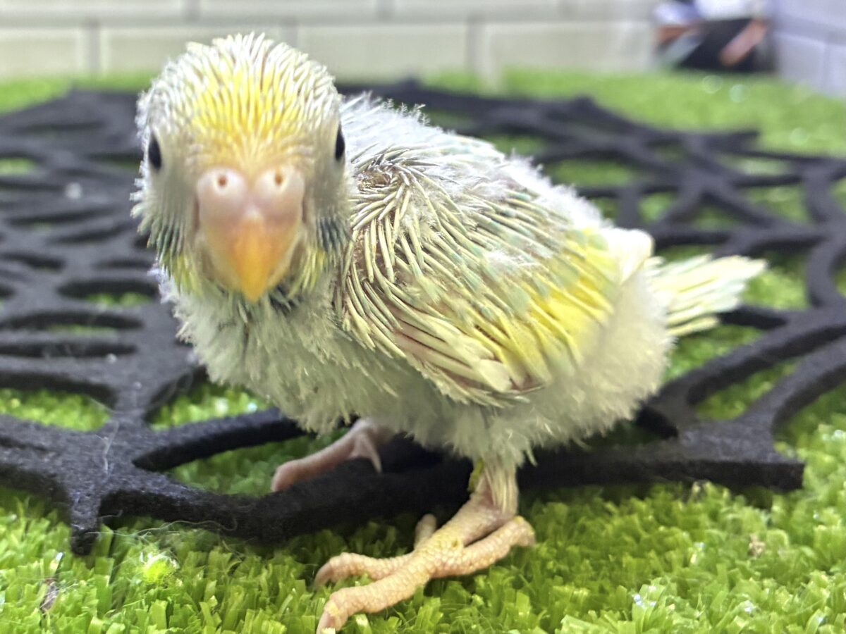 セキセイインコ