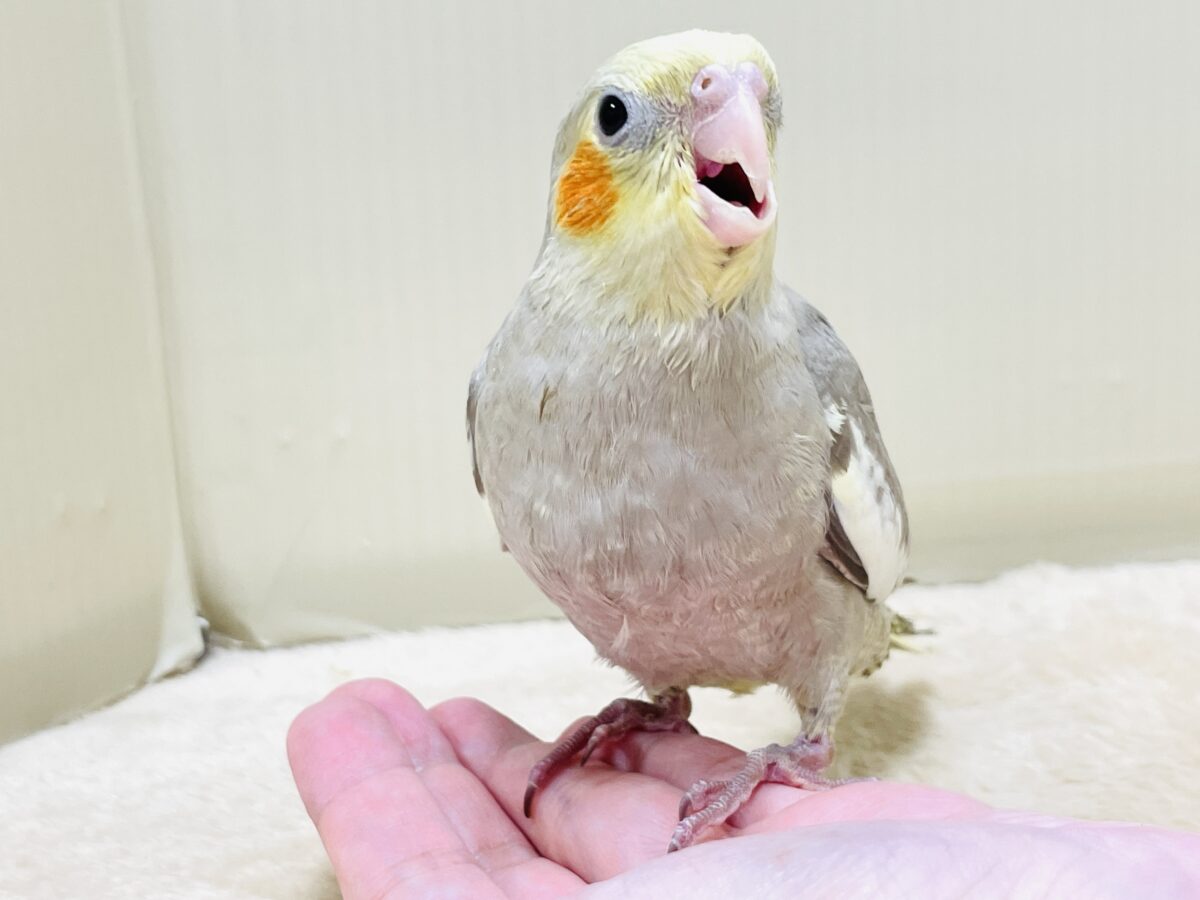 オカメインコ