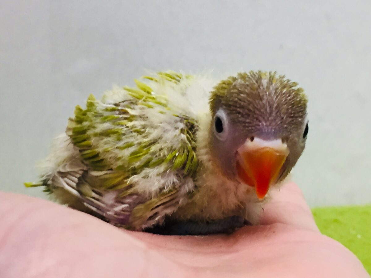 ヤマブキボタンインコ