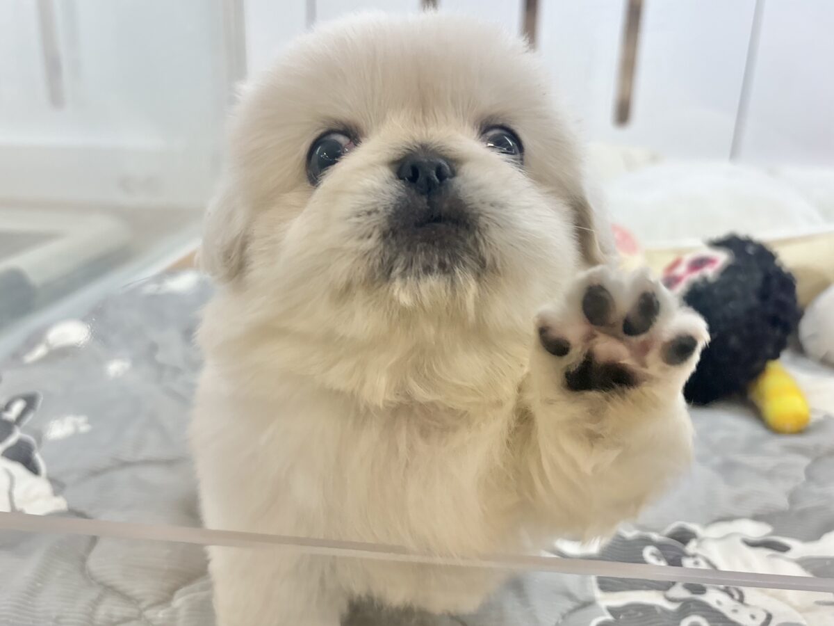 ペキニーズ