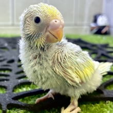 光射し込む‪✨雨上がりなり🌤️‬⋆*セキセイインコ(パステルレインボー系/2026年
