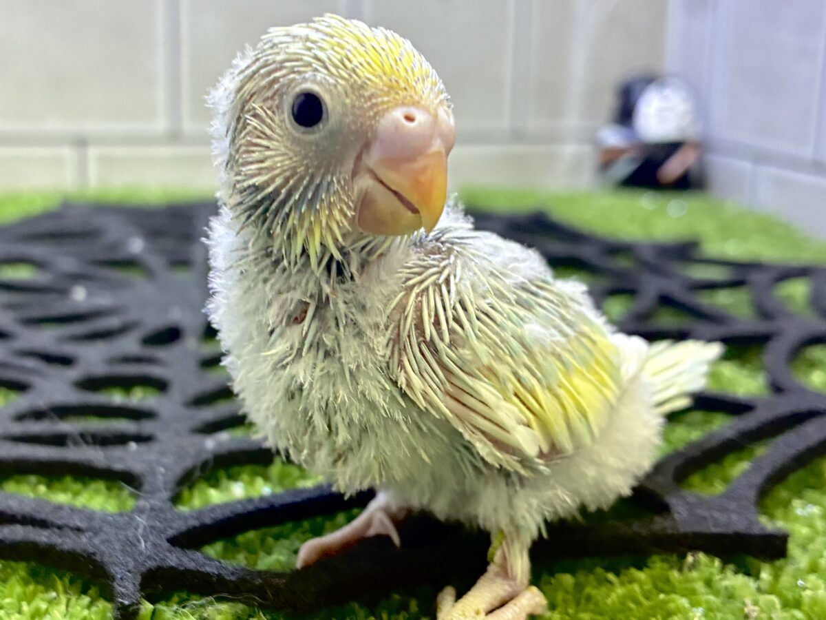 光射し込む‪✨雨上がりなり🌤️‬⋆*セキセイインコ(パステルレインボー系/2026年