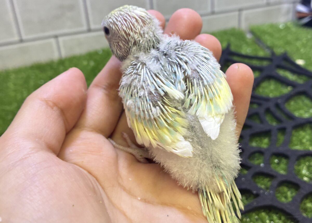セキセイインコ