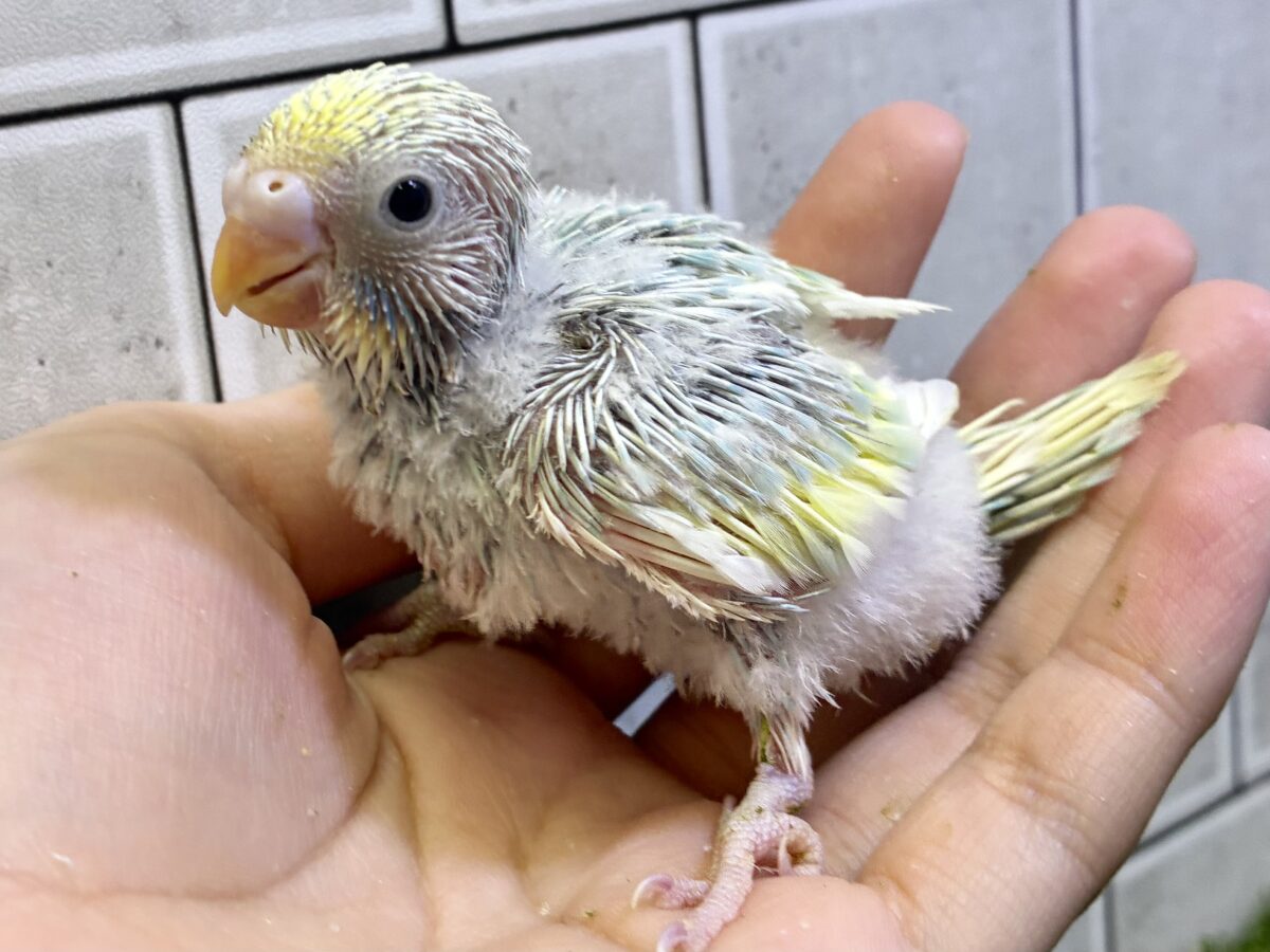 セキセイインコ