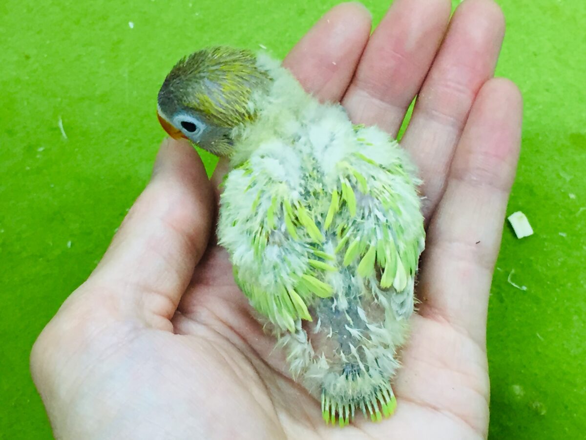 ヤマブキボタンインコ