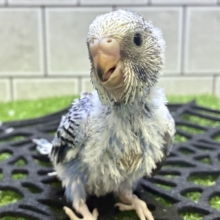 シトリン🌧宵雨のしずく✧̥💧セキセイインコ( ブルーオパーリン/2026年9月生まれ)