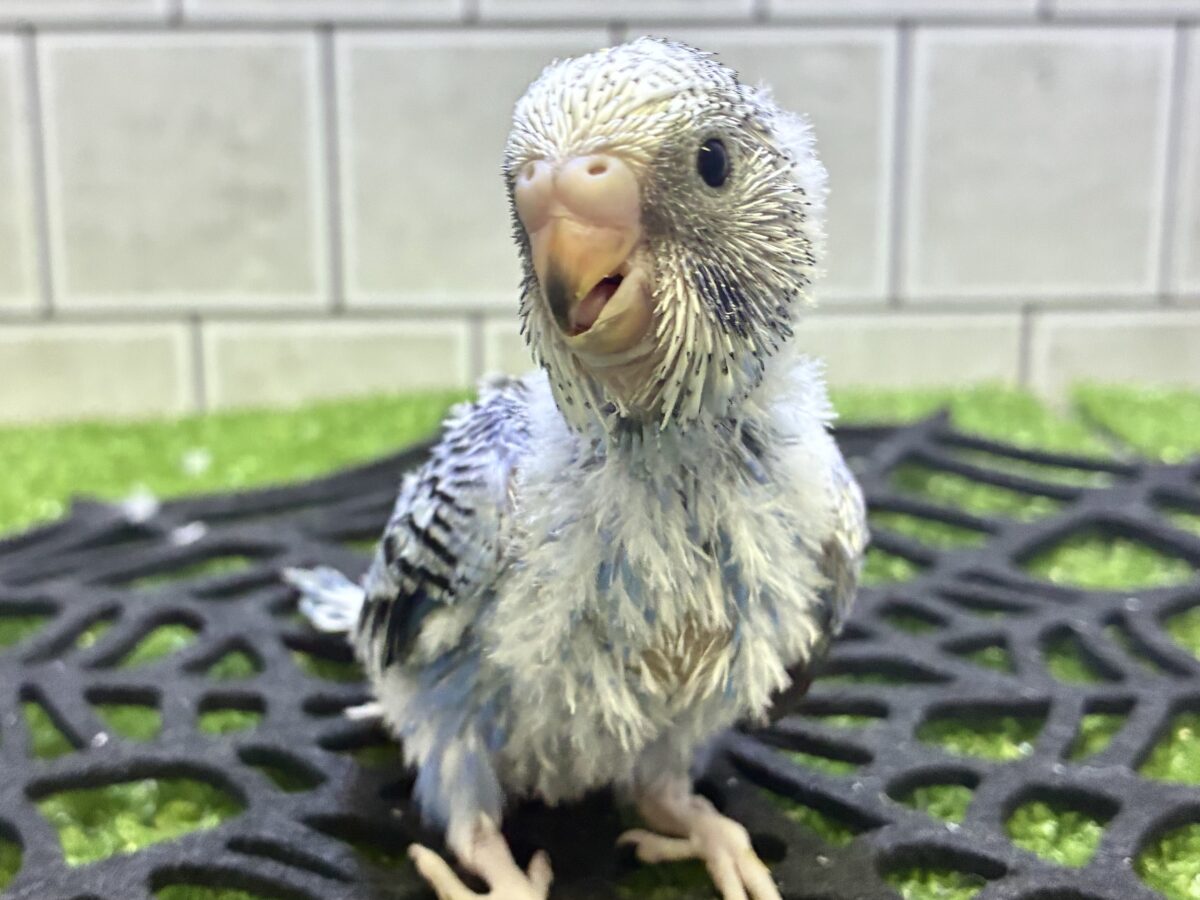 シトリン🌧宵雨のしずく✧̥💧セキセイインコ( ブルーオパーリン/2026年9月生まれ)
