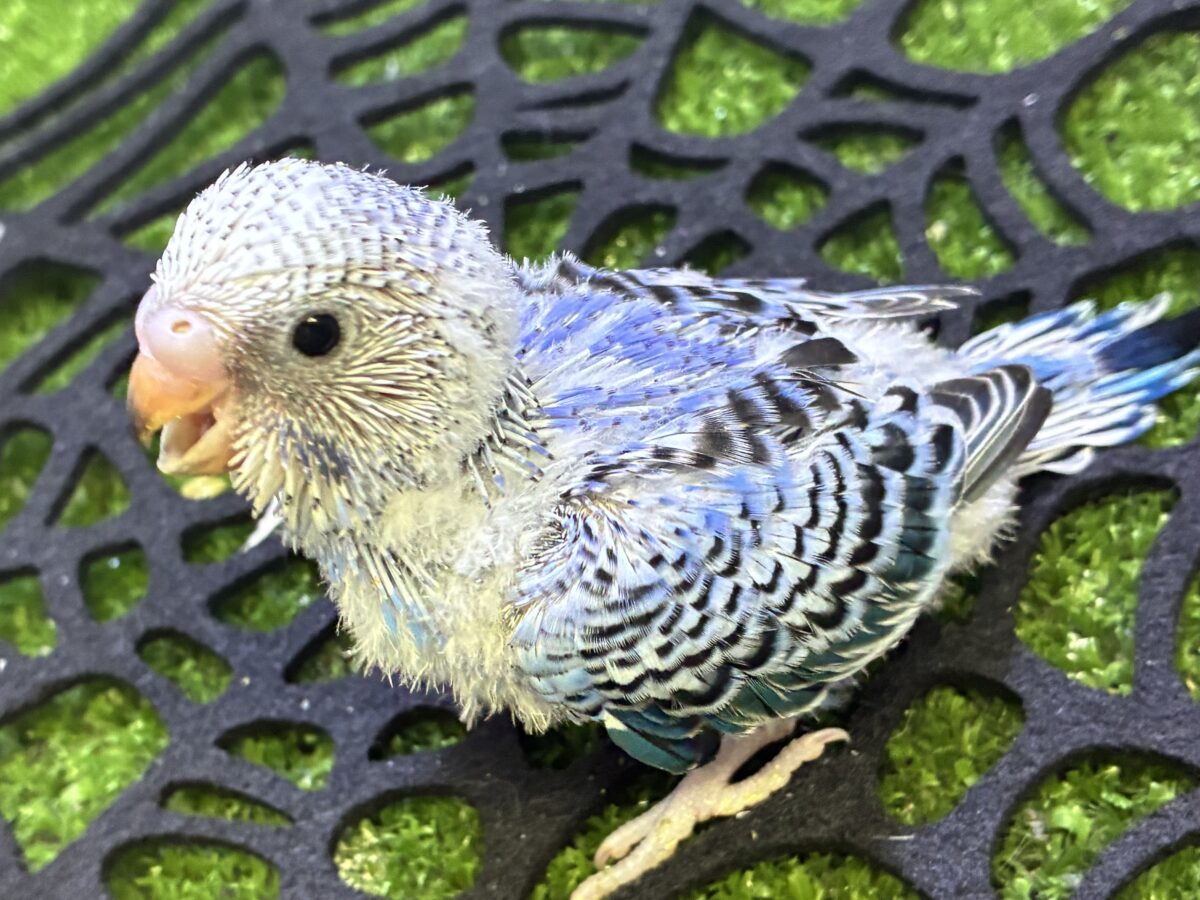 セキセイインコ