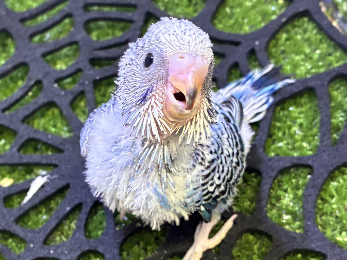 セキセイインコ