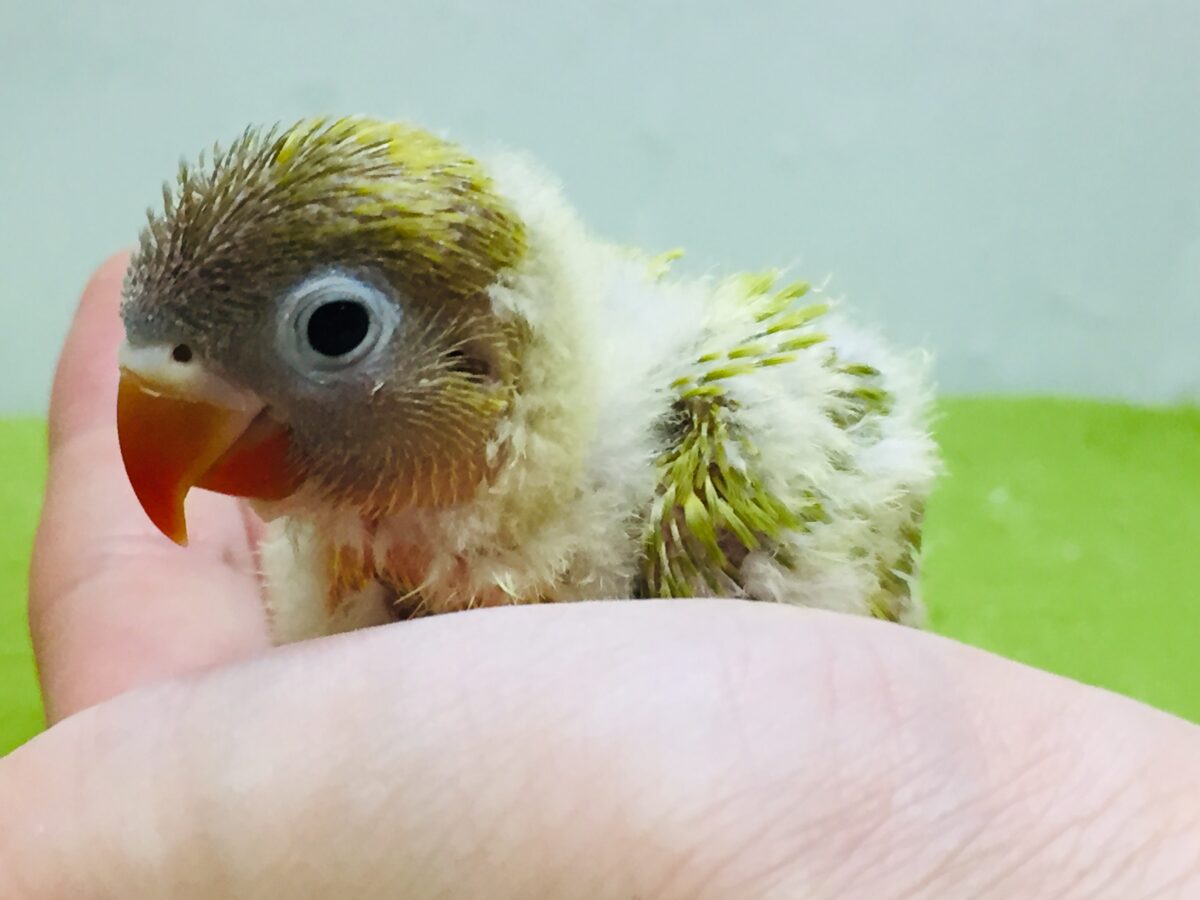ヤマブキボタンインコ