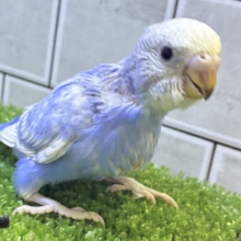 ぜんぶすき？濃い恋ぐれ〜プ🍇‎🤍セキセイインコ(ブルースパングル/2026年9月生まれ)