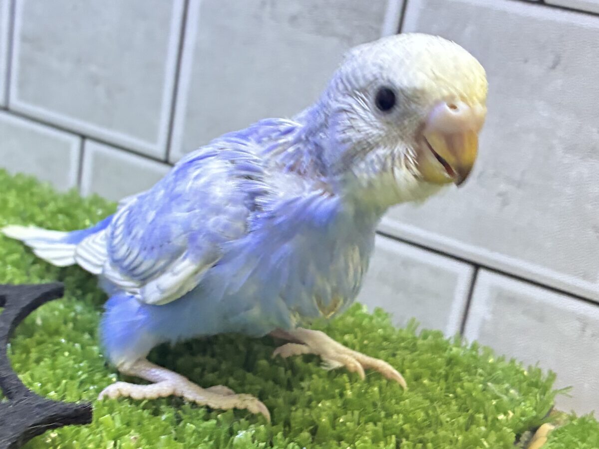 ぜんぶすき？濃い恋ぐれ〜プ🍇‎🤍セキセイインコ(ブルースパングル/2026年9月生まれ)