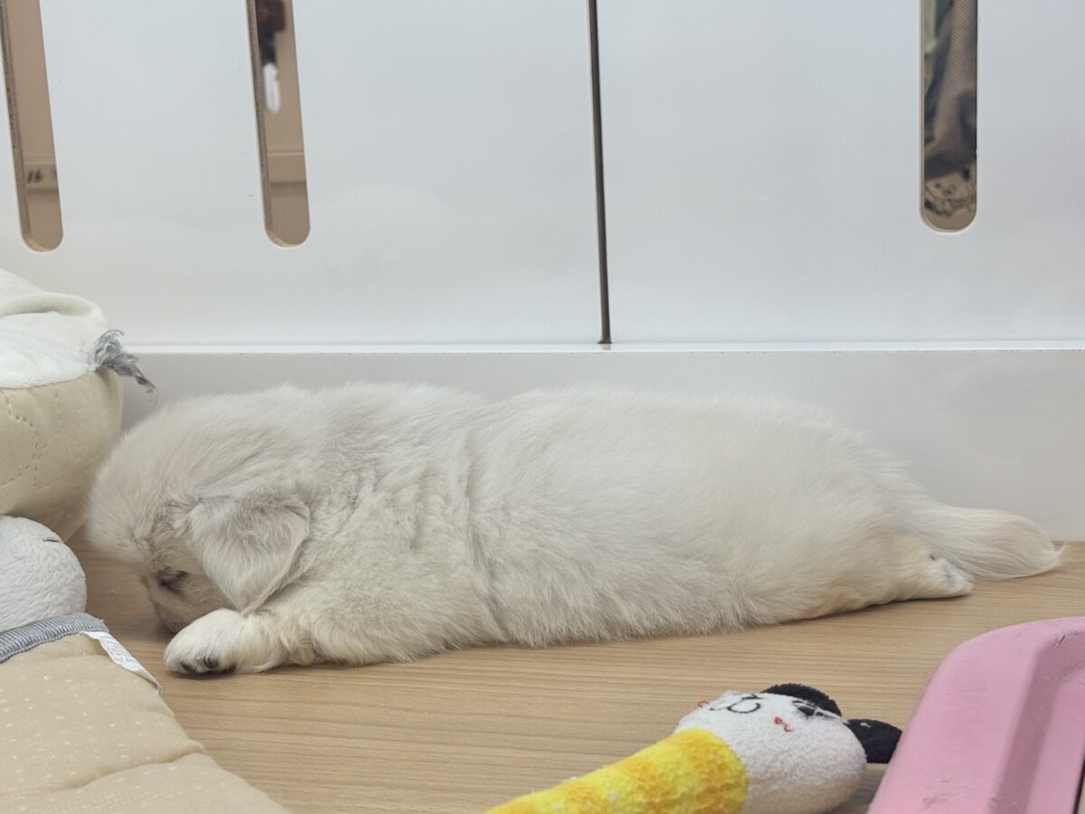 ペキニーズ
