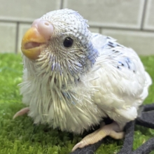 モクモク雲のち☁*°インクポタ❔🖌セキセイインコ(ブルーパイド/2026年9月生まれ)