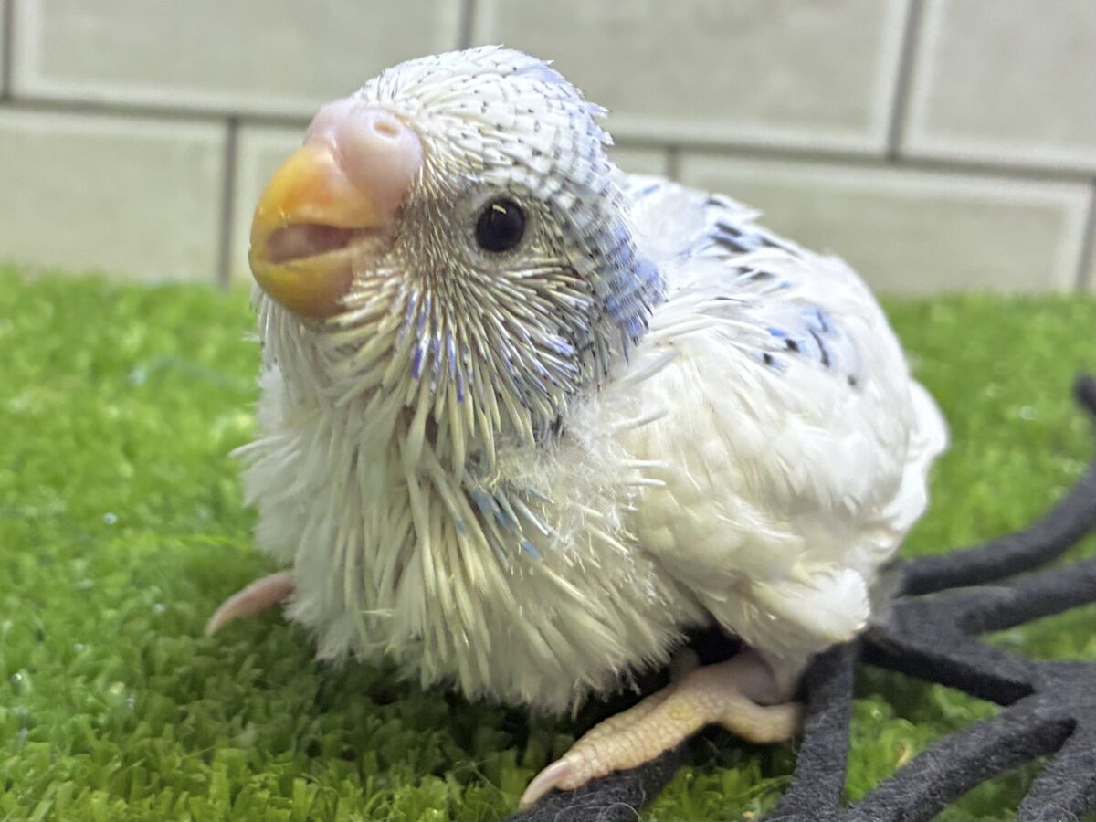 モクモク雲のち☁*°インクポタ❔🖌セキセイインコ(ブルーパイド/2026年9月生まれ)