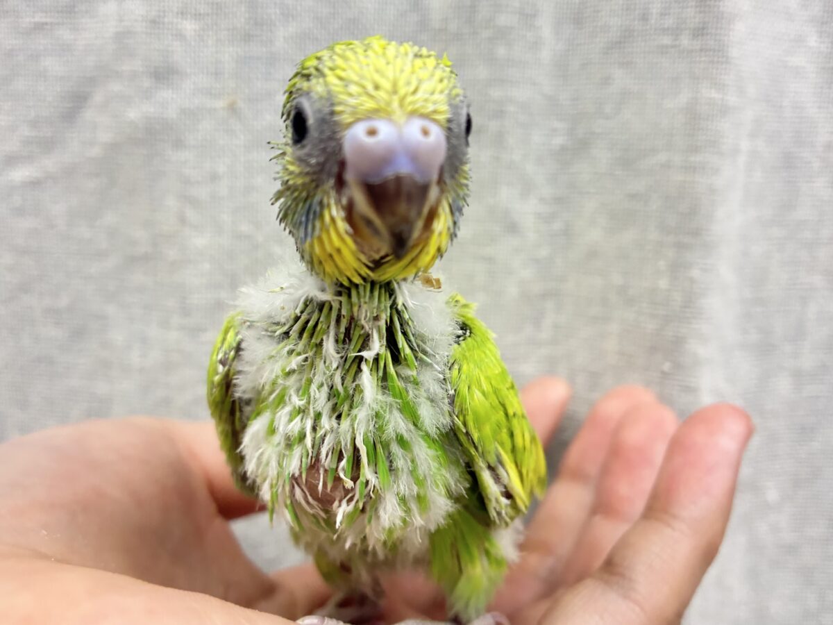 ぷちぽよ( ˊ࿁ˋ )ころろなマスカット🍇💚セキセイインコ(イエロースパングル/2026年9月生まれ) セキセイインコ
