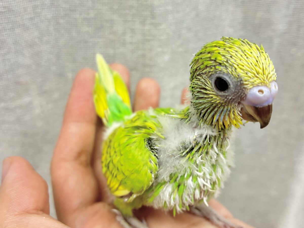 セキセイインコ