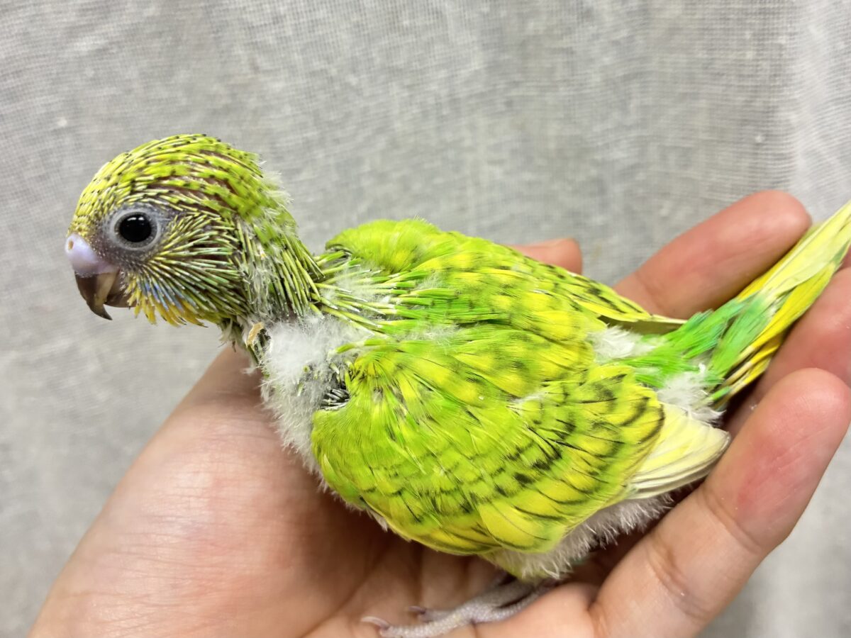 ぷちぽよ( ˊ࿁ˋ )ころろなマスカット🍇💚セキセイインコ(イエロースパングル/2026年9月生まれ) セキセイインコ