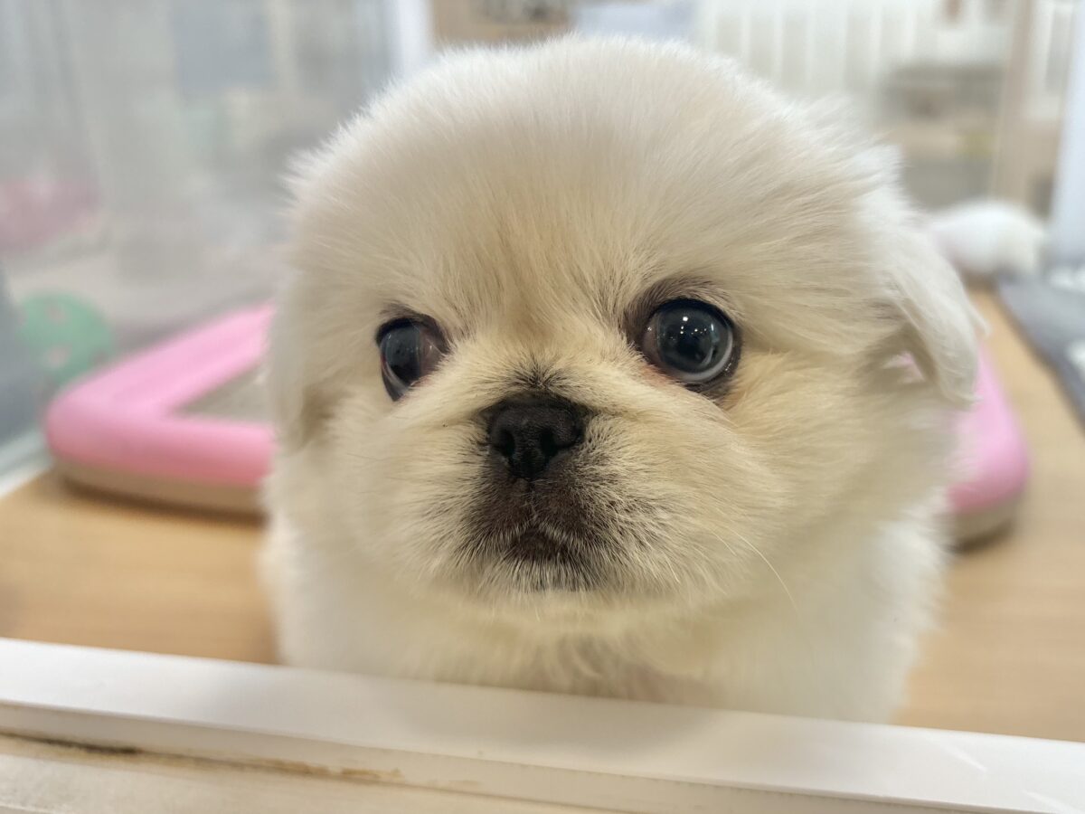 ペキニーズ
