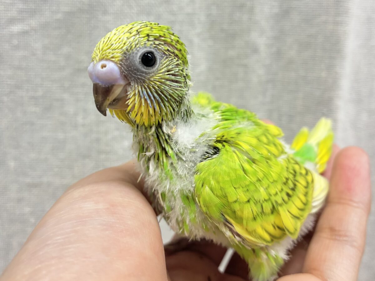 ぷちぽよ( ˊ࿁ˋ )ころろなマスカット🍇💚セキセイインコ(イエロースパングル/2026年9月生まれ) セキセイインコ